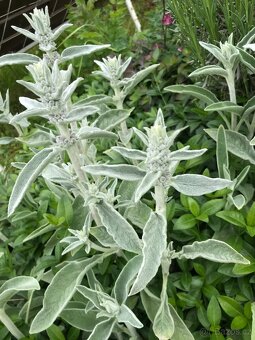 Sazenice trvalek a keřů k výsadbě - 3