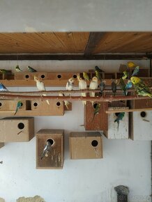 Andulky, Korely, papoušek zpěvavý. - 3