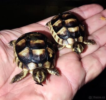 Želva zelenavá, vroubená, žlutohnědá - 3