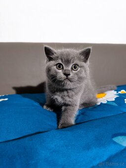 Britská Modrá koťátka - 3