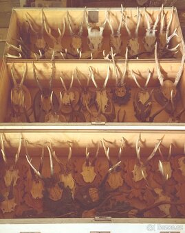 Srnčí parůžky, trofeje - 3