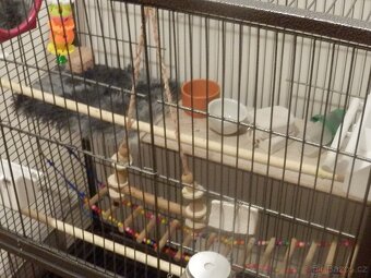 Klec pro papousky - 3