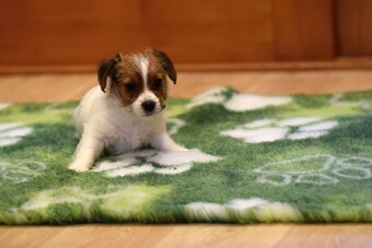 Jack Russel teriér s PP - Vitto - 3