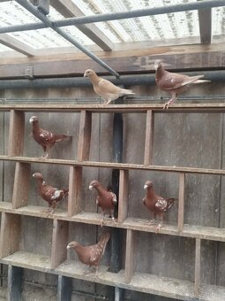 Prodám holuby NVH a texany - 3