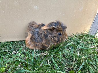 Morče - malá morčátka - morčata - morčátko - 3