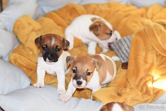 Jack Russell teriér s PP - Blueberry - 3