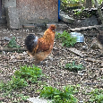 Hedvábnička kohout – 2 ks k prodeji - 3