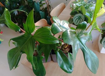 Philodendron Florida Green - 3
