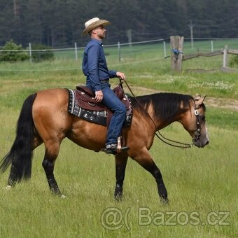 Inseminace QH reining - 3