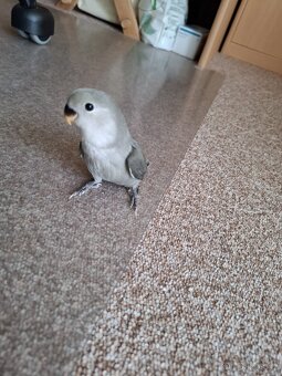 Agapornis růzohrdlý ochočený ručně dokrmený - 3
