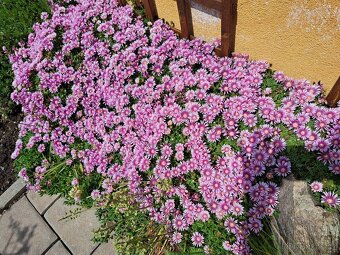 Kosmatec "Delosperma". - 3