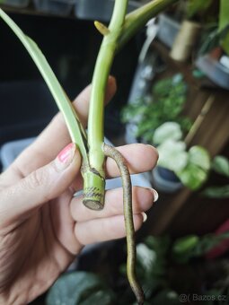 Monstera alba č.5 - 3