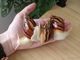 Lissachatina Fulica Jade - 3