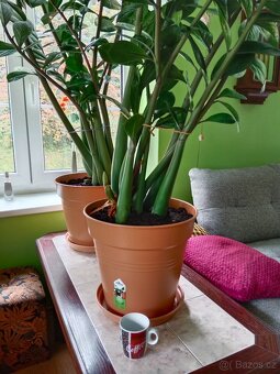 Zamioculcas - 3