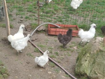 Prodám hedvabničky - 3