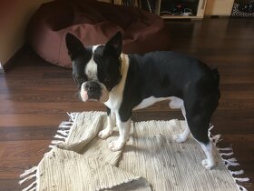 Bostonský terier ke krytí - 3