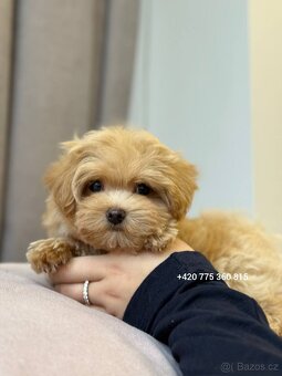 Maltipoo pejsek f1 - 3