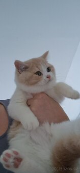 Britská koťátka s PP - 3