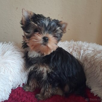 Jorkšírský teriér - 3