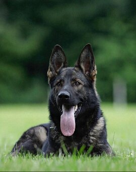 Německý ovčák - 3