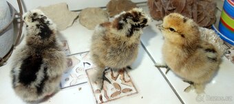 Hedvábnička velká vousatá - EU - 3