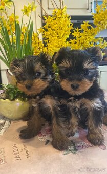 Jorksirsky terier s PP - 3