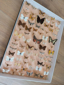 Motýli v entomologické krabici, vše ze 60tých let - 3