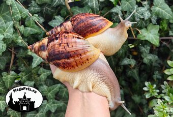 Africký šnek / megapets.eu / Lissachatina reticulata Snails - 3