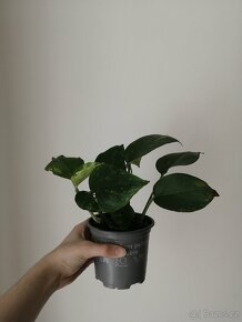 Monstera - 3