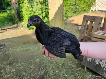 Ayam Cemani - násadová vejce-kuřátka Cemanská slepice NV - 3