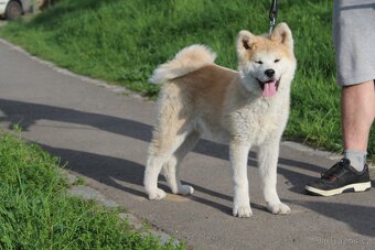 Akita s PP - 3