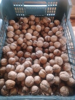 Prodám vlašské ořechy letošní - 3