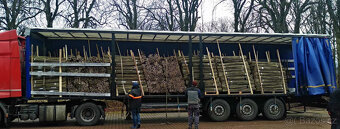 Japonský topol - sadba - 3