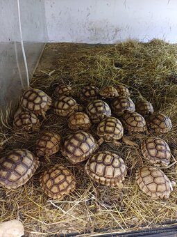 Želva ostruhatá  sulcáta - 3