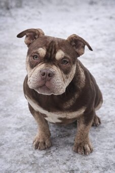 American bully pocket s PP - 3