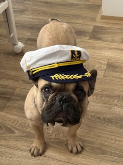 Francouzský buldoček krytí - 3