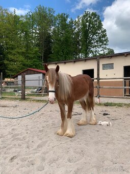 Valach Irský cob - 3