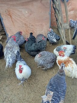 Vejce do líhně - 3