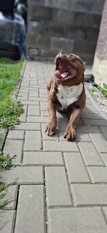 Aamerican Bully extrem s PP - 3