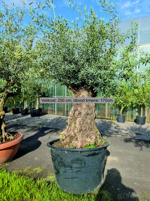 Olivovník Evropský Bonsaj - Olea Europea Bonsai 250/170 - 3