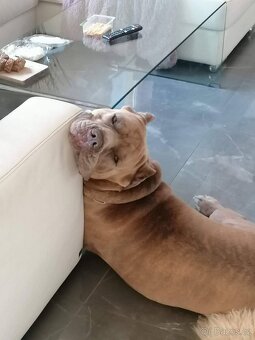 Američan Bandog Mystic krytí - 3