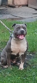 Prodám American Bully blue - 3