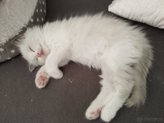 Ragdoll kočička - 3
