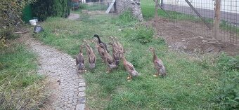 INDICKÝ BĚŽEC - 3