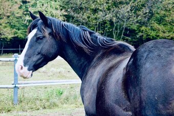 Paint horse valach - 3