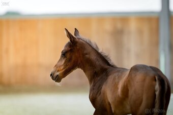 American Quarter Horse hřebec ve zbarvení silver champagne - 3