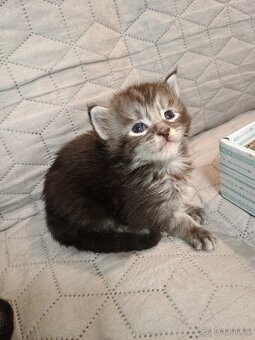 Mainská mývalí koťátka s PP - 3