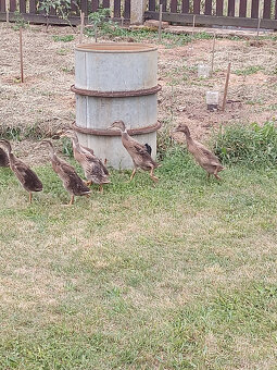 Kachny indické běžce, kachna indický běžec - 3