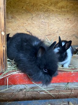 Králíci- zakrslý - 3