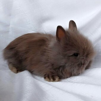 Zakrslí králíčci, beránci a teddy s rodokmenem - 3